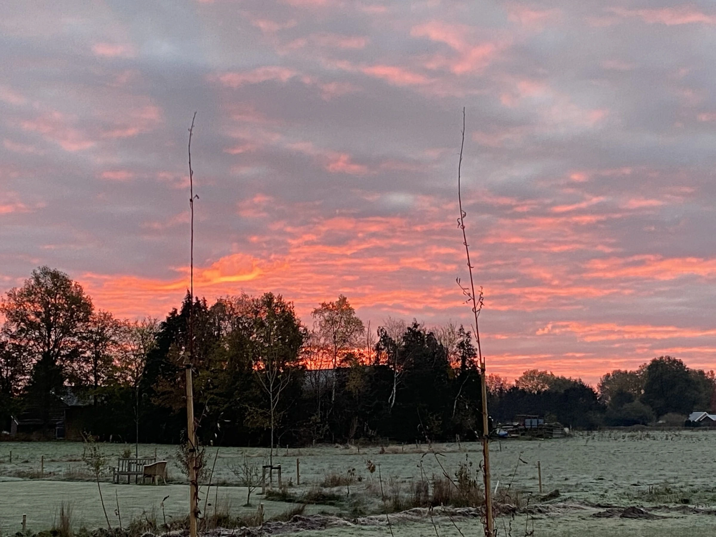 Roze ochtendlucht boven de bomenrij