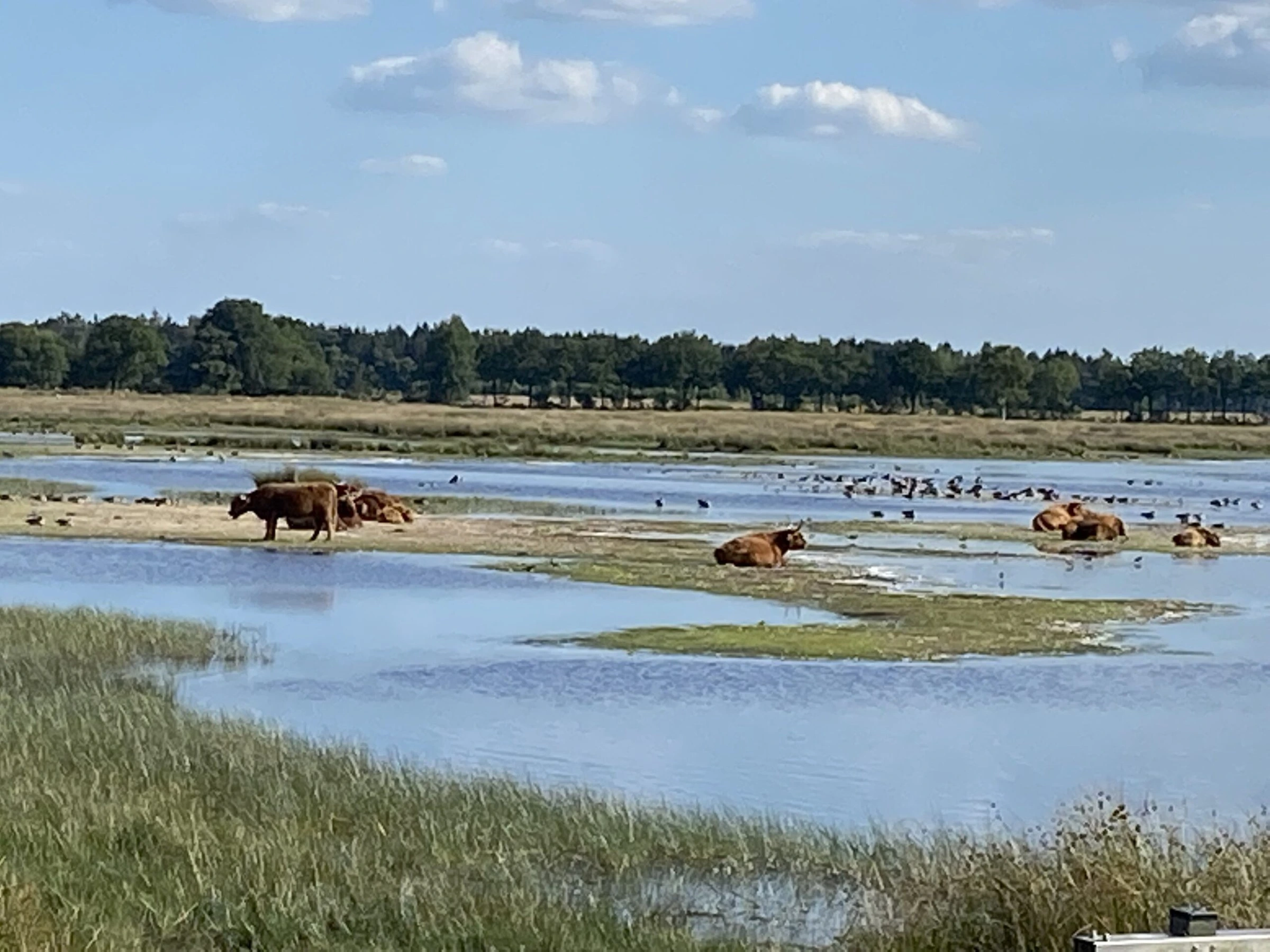 Schotse hooglanders in het water op de heide
