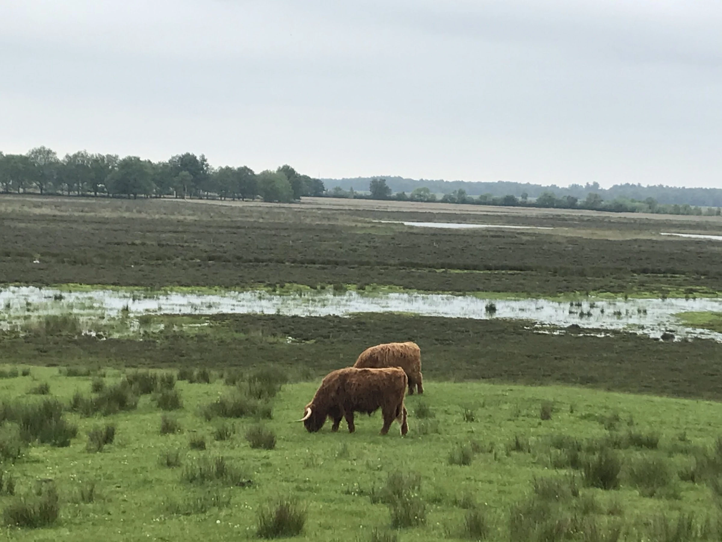 Schotse hooglanders op de heide in de buurt