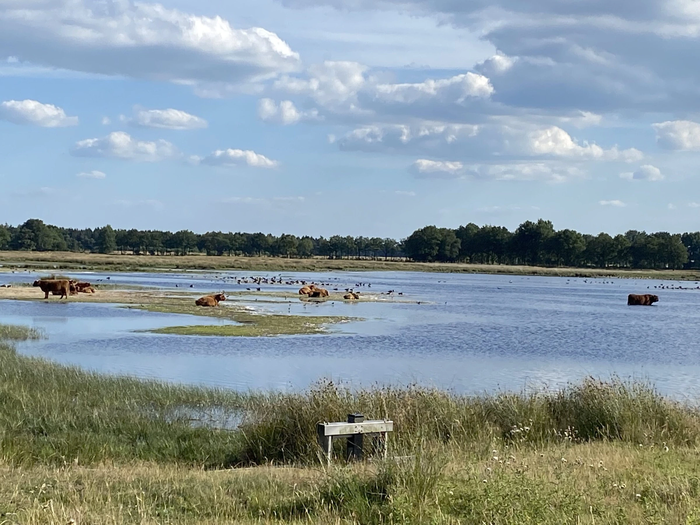 Hooglanders in het water van een heideveld