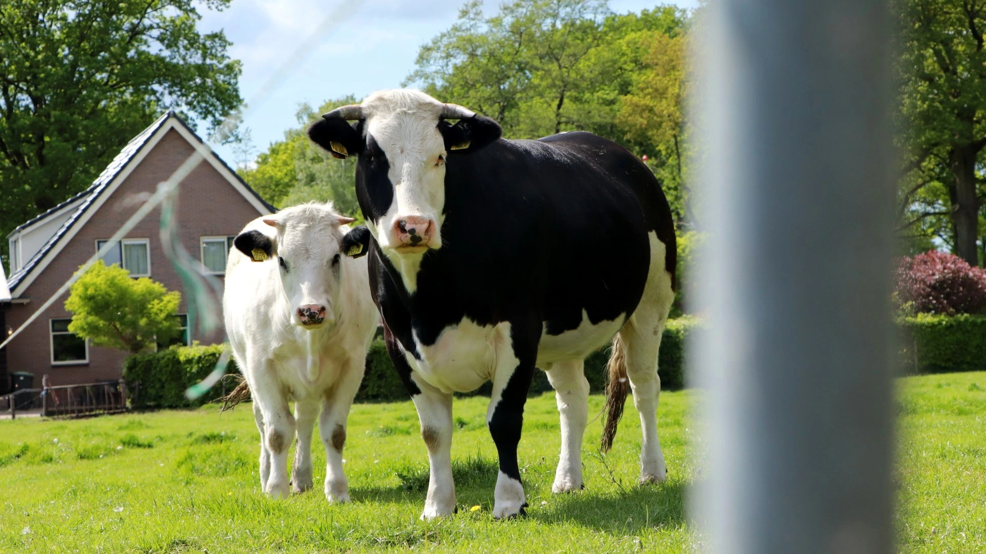 Koeien in de wei naast een boerderij