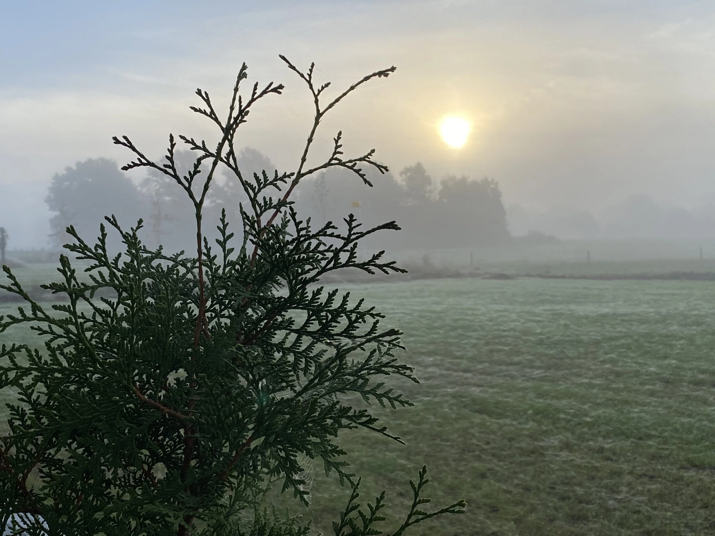 Mist over het weiland bij zonsopkomst