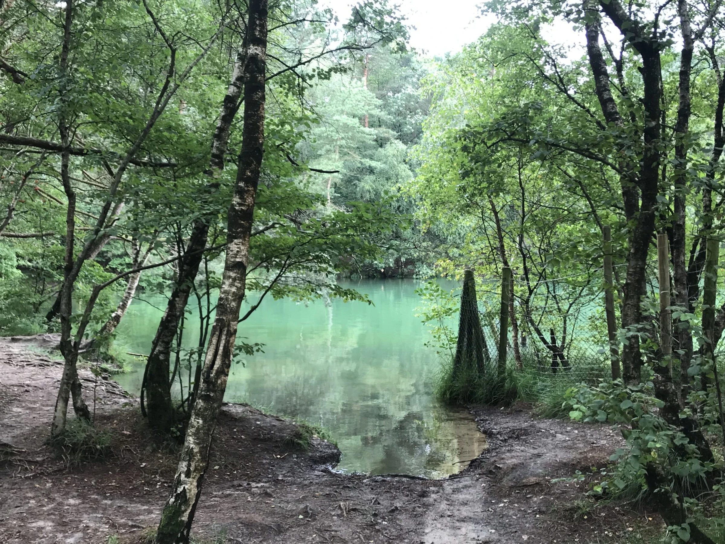 Een groen ven in het bos